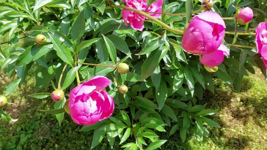 The pink peony