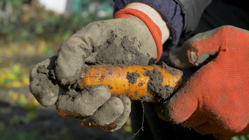 The farmer proudly displays ripe carrots in their hands. These carrots have been cleaned from soil and have had their tops trimmed. This scene is typical of the autumn harvest period