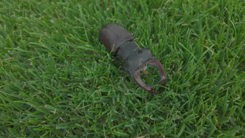 Macro shot of a European stag beetle. Large mandibles of a European stag beetle. Close-up of stag beetle in tall grass. Concept of endangered insect species
