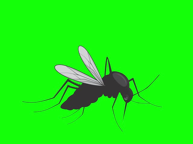 Animation of a realistic black mosquito flying in place on green screen.