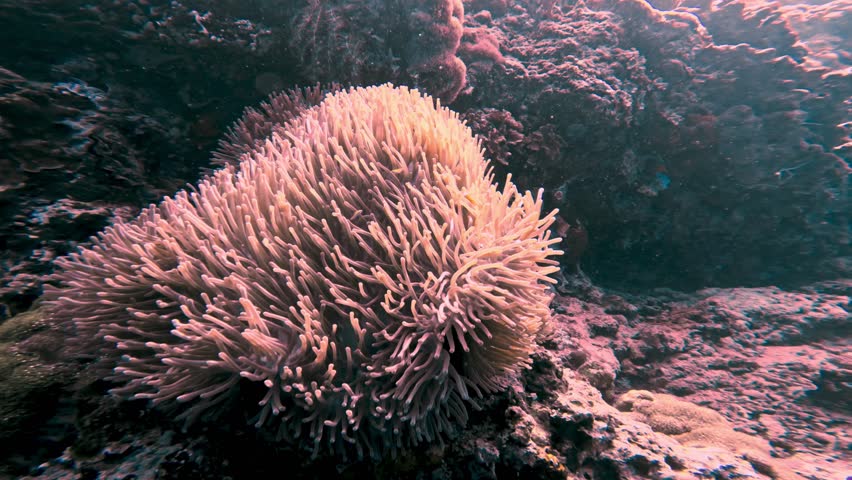 Clown Fishes at Coral Reef Swimming Together in Blue Water of Beautiful Ocean. Close View of Underwater Plants and Anemones Growing on Stones of Sea Floor. Real Aquatic Nature and Wild Animals Life