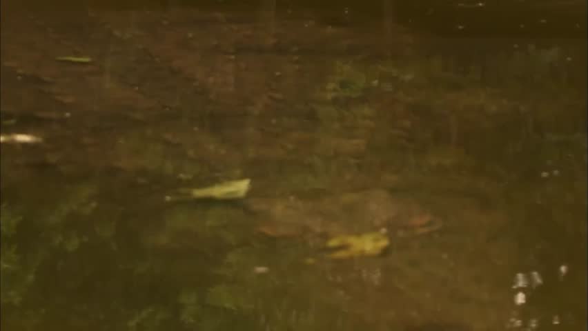 Close up of the Crocodiles