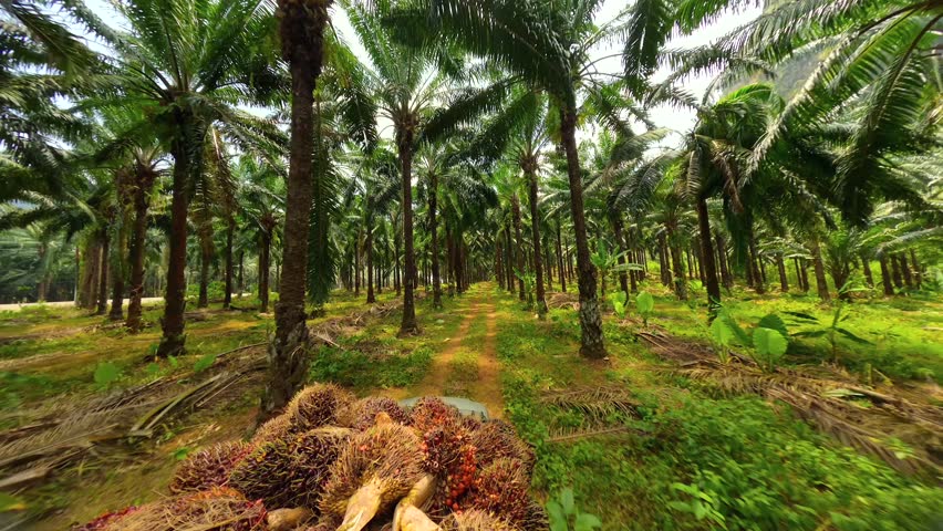 FPV drone following truck transporting harvested oil palm fruits through tropical plantation in Krabi, Thailand. Agriculture, production and rural industry.
