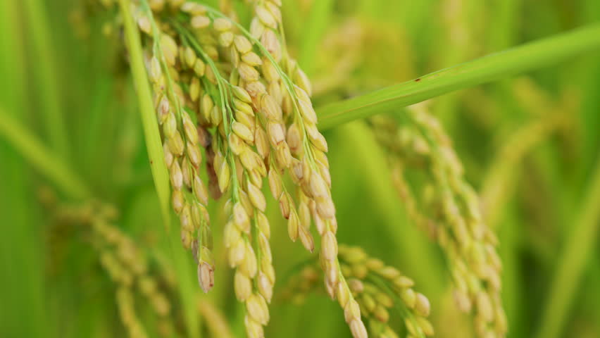 green scenery paddy field,Agricultural Field.paddy rice field