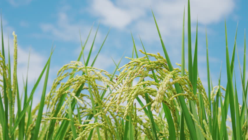 green scenery paddy field,Agricultural Field.paddy rice field