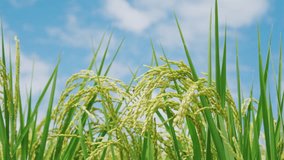 green scenery paddy field,Agricultural Field.paddy rice field - Powered by Shutterstock - Get 15% off with code: PIKWIZARD15