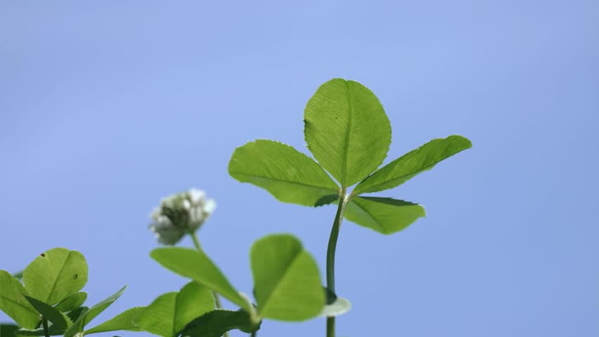 A four-leaf clover swaying in the wind and blue sky seen from below