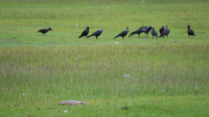 House Crows and possibly Western Jackdaws, foraging in a grassy field