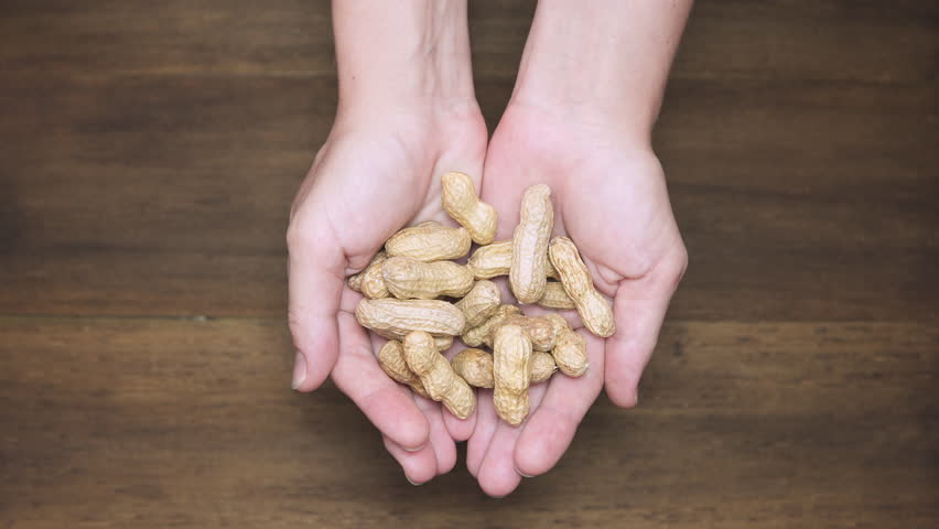 Woman is opening her palms and showing fresh peanuts. Freshly harvest. Product of organic farming. Healthy eco food.