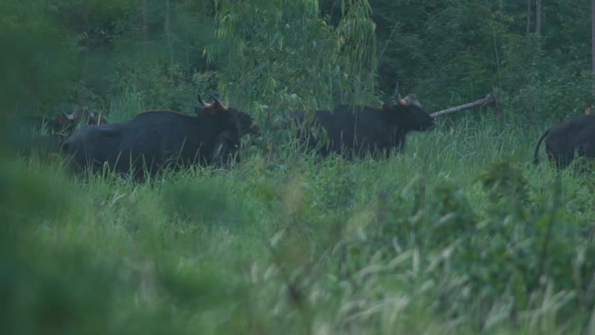 Wild Gaur standing grazing on the edge of the forest.
