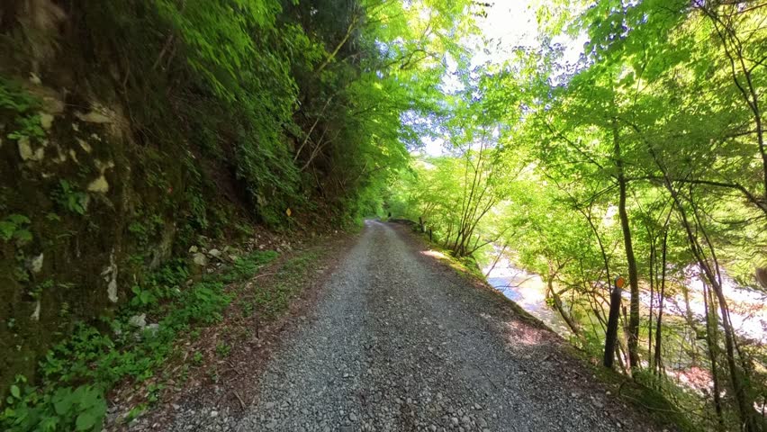 Early summer forest trail hiking with fresh greenery