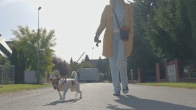 Woman walking dog on suburban street during sunny day. Female owner in yellow coat walks walks with Jack Russell terrier dog in residential neighborhood. Concept of daily pet care, healthy lifestyle - Powered by Shutterstock - Get 15% off with code: PIKWIZARD15