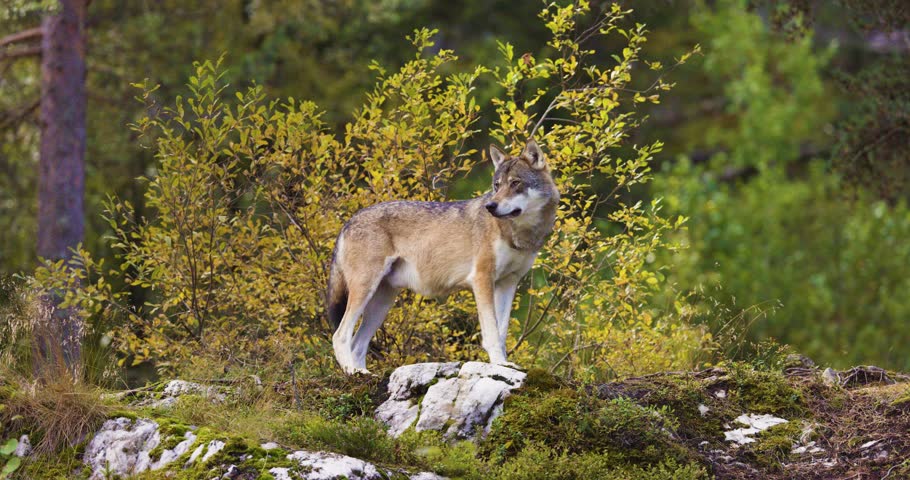 Two Gray Wolves in Autumn Forest: A Glimpse into Scandinavian Wildlife