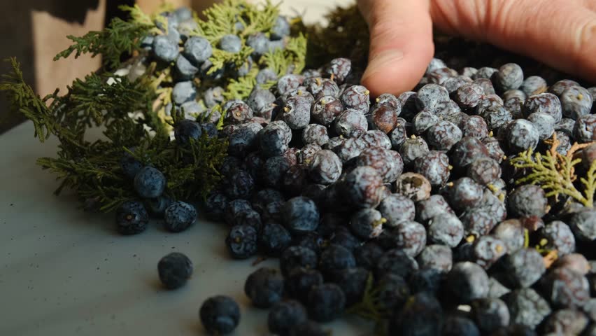 A male hand spreads juniper berries evenly on a flat surface for drying. The palm smooths a pile of blue berries on the table. Juniper is used in food and medicine.
