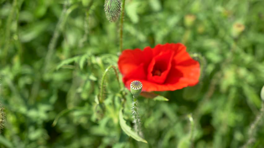 The Life Cycle of a Poppy: Flower, Bud, and Seed Pod Coexisting in a Summer Meadow. Selective Focus on a Poppy Seed Head with a Blurry Red Flower in a Green Field,Close-up 