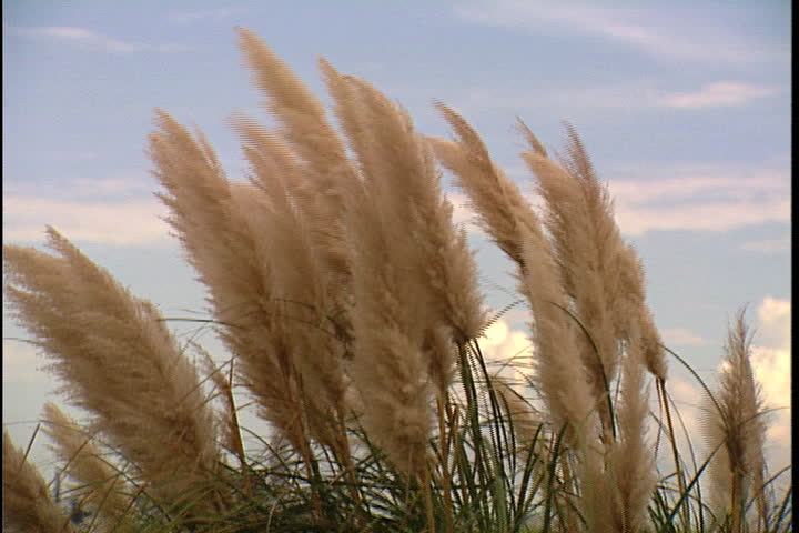 CONVENT, LOUISIANA - CIRCA SEPTEMBER 1999: Brushy weeds blow in breeze, camera pans left to reveal distant smokestacks from Convent oil refinery and IMC Agrico Chemical Company.