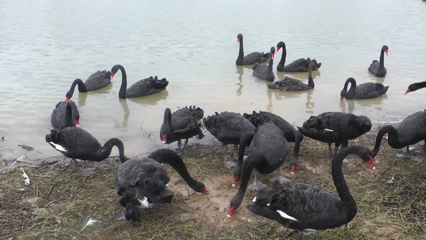 A group of black swans 