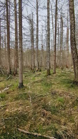 Damaged forest in the Moscow region swamp with fallen trees and standing water, surrounded by birch and pine trees, capturing the wild, untouched essence of wetland landscape in spring under cloud sky