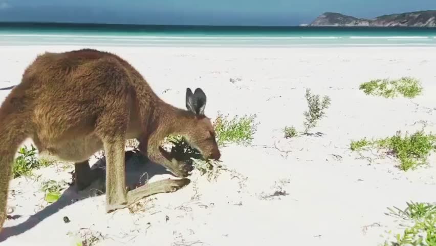 Kangaroo by the sea at seaside beach at Cape Hillsborough National Park