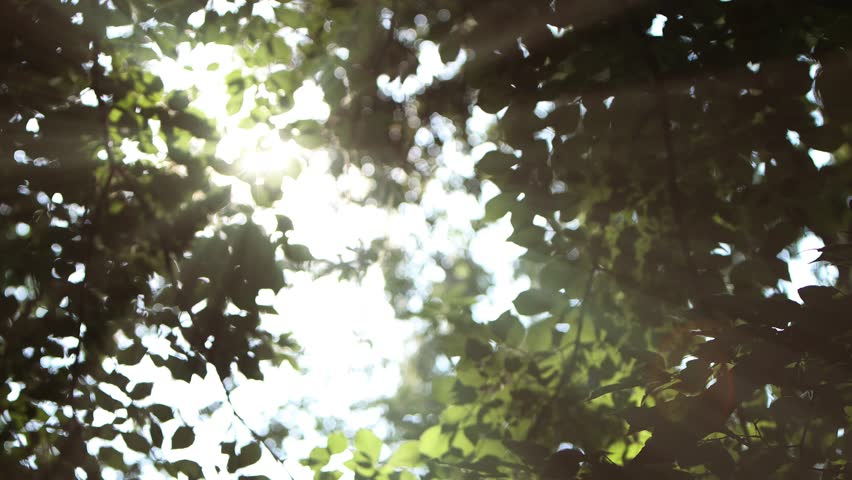 Morning sunlight shining brightly through the trees in the forest, leaves swaying in the fresh breeze, natural healing looping video and bird sounds ASMR that provide comfortable relaxation
