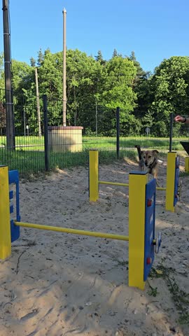 Slow motion vertical video of energetic mongrel dog leaping over agility barrier on outdoor field. Jump in training session on sunny day. Pet demonstrates agility skills by jumping over a hurdle