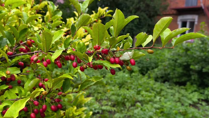 A bunch of red berries on a tree with green leaves.