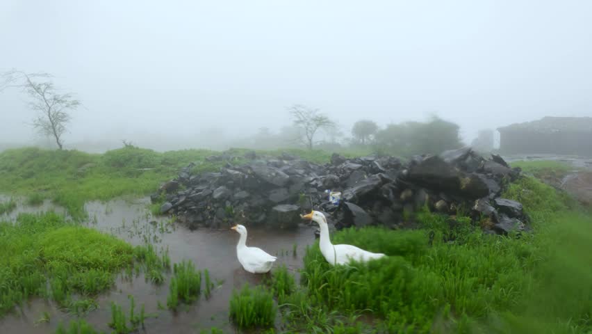4K shot of two geese during the ongoing rain as seen in Naneghat village during the monsoon season at Maharashtra, India. Two goose walk in the water and grass during the heavy rain. Nature background