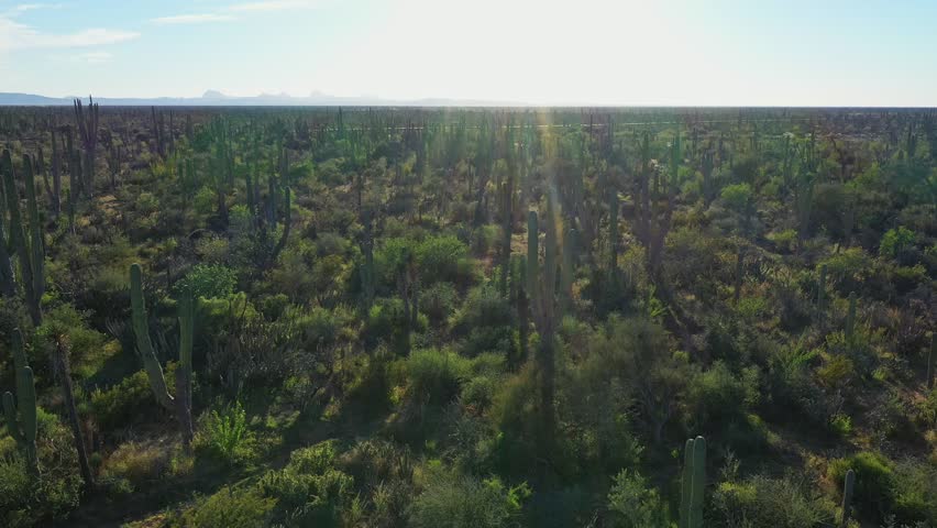 Harsh desert sunlight bathing rugged cardon cacti, revealing stark landscape's intricate natural beauty and survival ecosystem under intense morning illumination