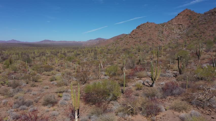 Scenic view of the Sonoran Desert with its characteristic vegetation and mountains in the background. Desert in Baja California Sur, Mexico