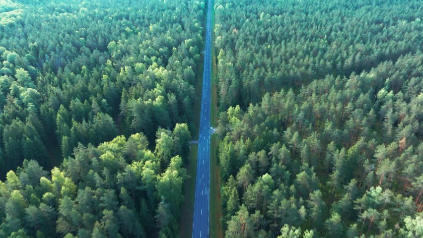 Forest road, car traffic, woodland park, aerial view