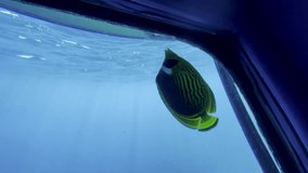 Deep Sea Submersible Footage – Fish Swimming in the Abyss, Underwater Exploration, Bathyscaphe View - Powered by Shutterstock - Get 15% off with code: PIKWIZARD15