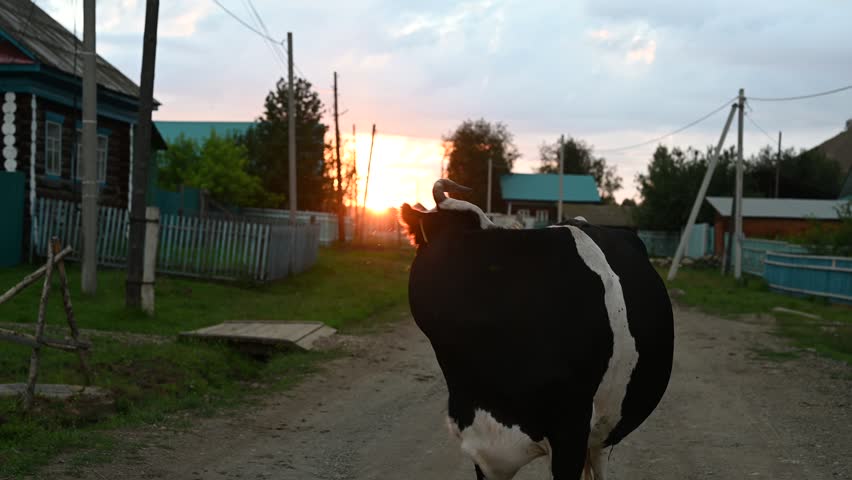 Black and white cow walks along a dirt road in a village during a beautiful sunset, creating a serene rural scene