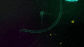 3D Animation Of DNA Molecule Structure Emerging And Rotating On Black Background. Colorful Grooves. Polynucleotide Chains. DNA Double Helix. Medical Research. Genetics Information. Computer Graphics. - Powered by Shutterstock - Get 15% off with code: PIKWIZARD15