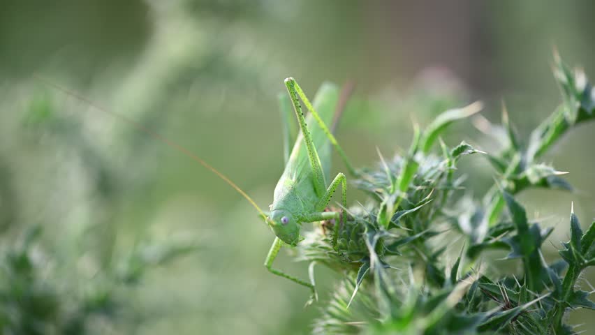 Vibrant green grasshopper blending with spiky plant, showcasing natural camouflage and detailed textures of insect and plant