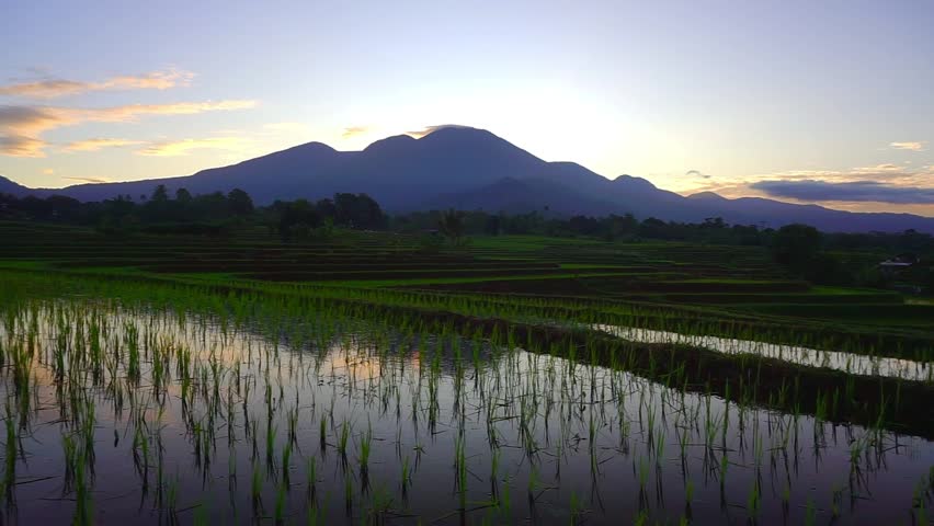 Beautiful morning view indonesia panorama landscape paddy fields with beauty color and sky natural light