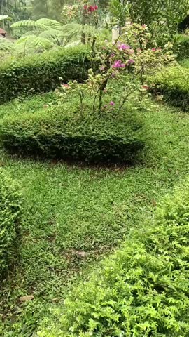 nature view. outdoor garden view, green plants and green leaves