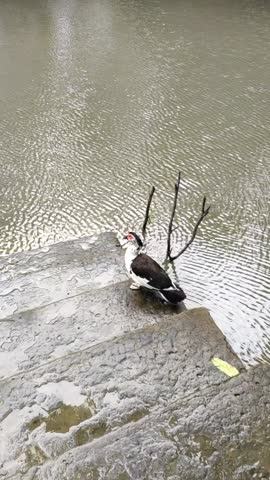 A duck is flying on the pond.