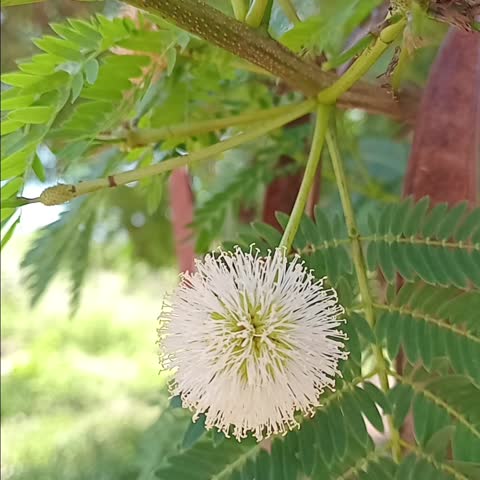 white flowers, green, environment, design, nature, plant, spring, blossom, beauty, flora, summer 