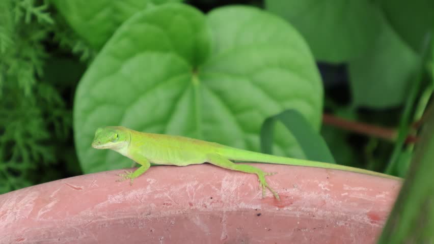 Vibrant Green Anole Lizard Poses on Terracotta Pot. Florida, May 19, 2025