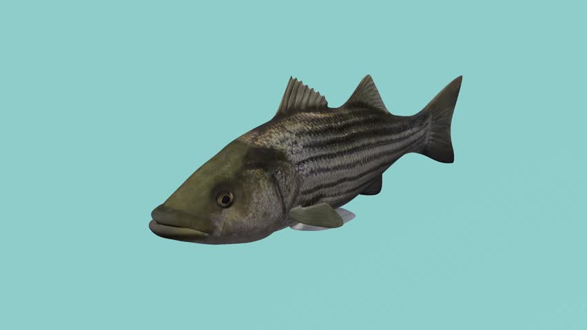 This is a striped bass fish.