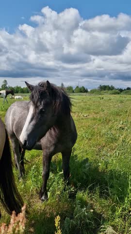 Two horses engage in playful or competitive interaction on a green summer meadow. One horse touches the other with its head, possibly as part of a mild dominance display or friendly sparring. 