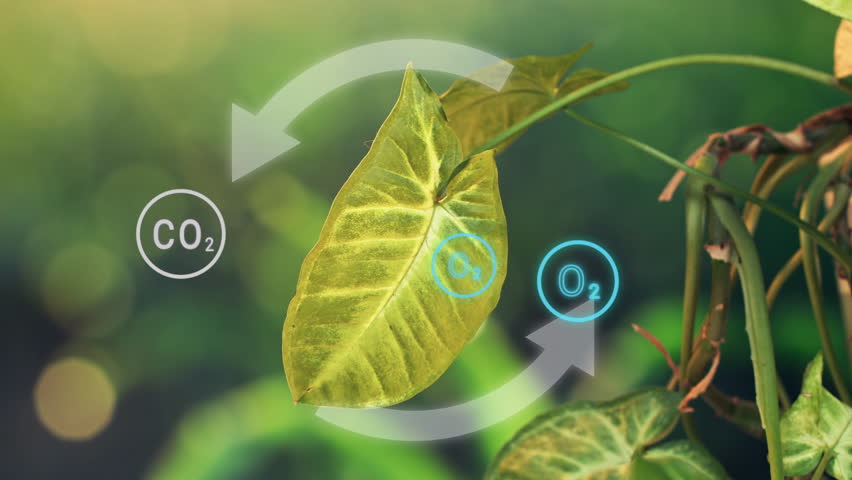 Photosynthesis of plant producing oxygen from carbon dioxide. Plant leaf with overlay animation Of Oxygen and Carbon dioxide icons