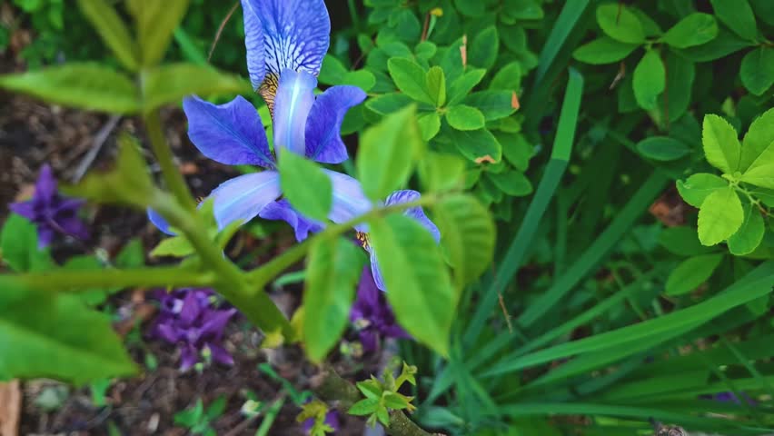 The picture shows a blue or purple iris flower surrounded by lush green foliage. It is located in the center of the image, attracting attention with its characteristic petals. The background is blurre