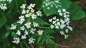 This image shows a close-up of white wild flowers, likely belonging to the Umbelliferae family, against a backdrop of blurred green foliage and dark ground. The numerous small white flowers are arrang - Powered by Shutterstock - Get 15% off with code: PIKWIZARD15