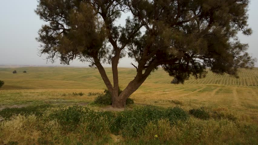 A serene expanse of farmland in Israel, showcasing a grassy landscape with a majestic tree as the focal point.