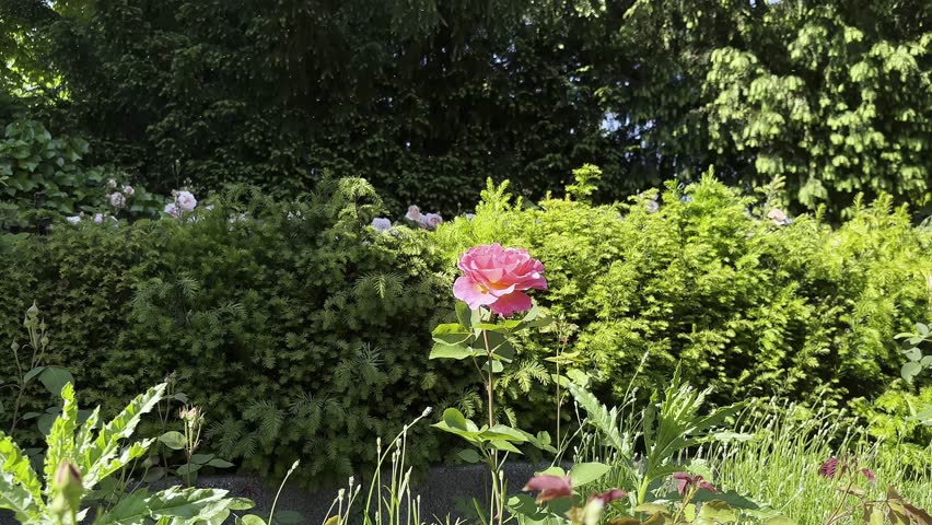 Pink rose in the middle of a green bush. Flower bed is located in the city garden