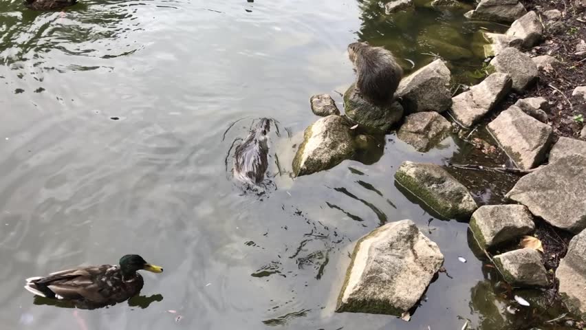 A muskrat sits on a rock and bites. Another muskrat swims in the water. Ducks swim in the pond