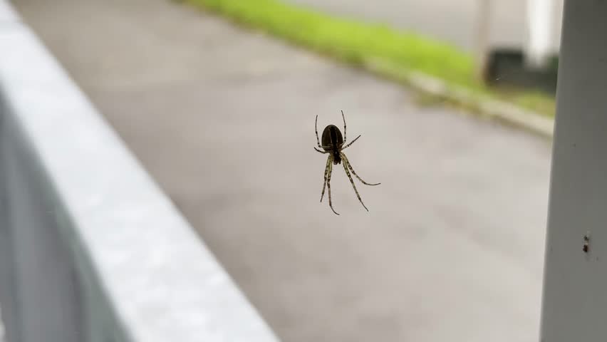 Spider is flying in the air. The spider is brown and black
