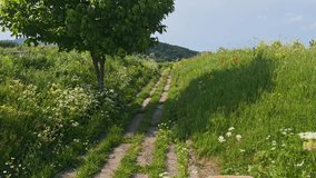 Green tree stands next to a path through a field of wildflowers - Powered by Shutterstock - Get 15% off with code: PIKWIZARD15