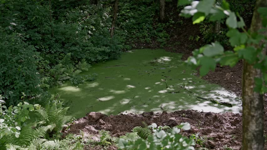 lush woodland scene above a duckweed filled pond